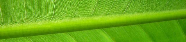 Alam Aksara header image 2